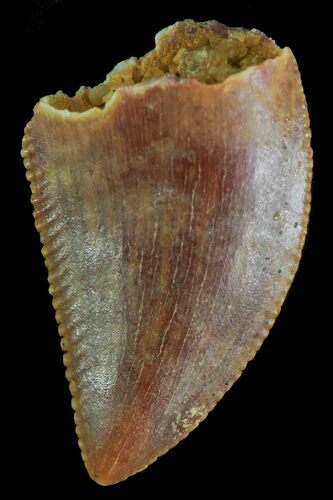 Serrated, Raptor Tooth - Morocco #72636